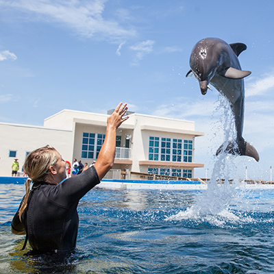 Trainer For A Day - Marineland Dolphin Adventure