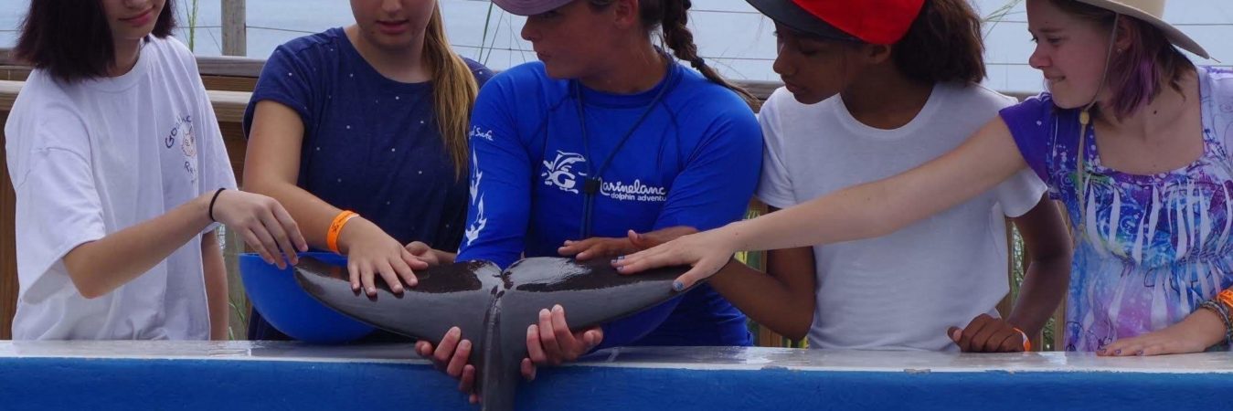 Meet and Greet Experience  Marineland Dolphin Adventure