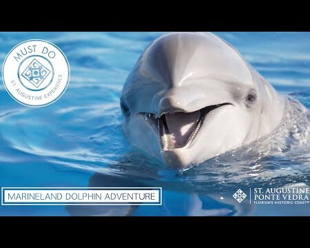 Marineland Dolphin Adventure - A Must-Do Experience